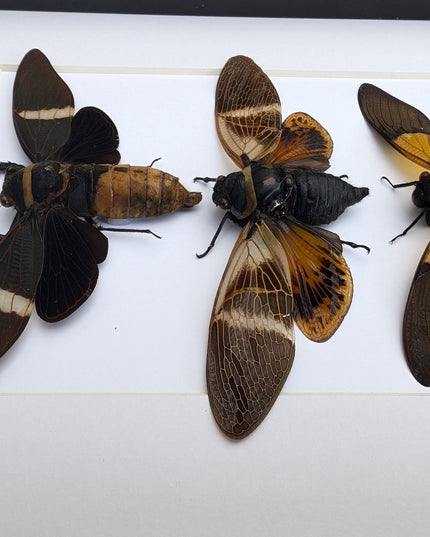 Framed cicada display: angamiana, tosena, trengganua - nature wall art
