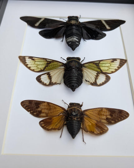Framed cicada display: southeast asia nature art, wall decor
