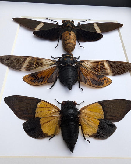 Framed cicada display: angamiana, tosena, trengganua - nature wall art