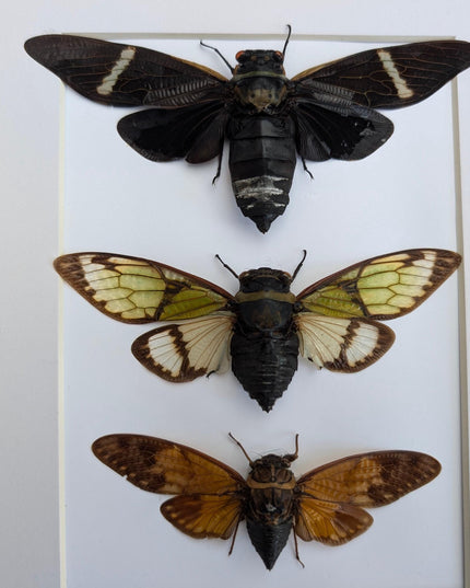 Framed cicada display: southeast asia nature art, wall decor