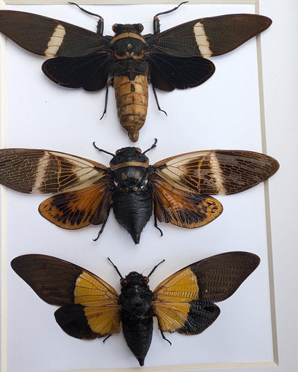 Framed cicada display: angamiana, tosena, trengganua - nature wall art