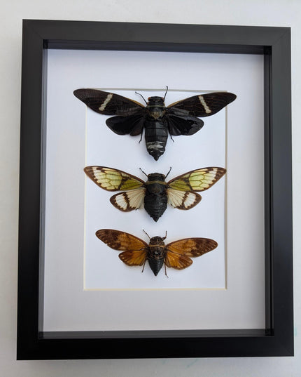 Framed cicada display: southeast asia nature art, wall decor
