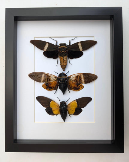 Framed cicada display: angamiana, tosena, trengganua - nature wall art