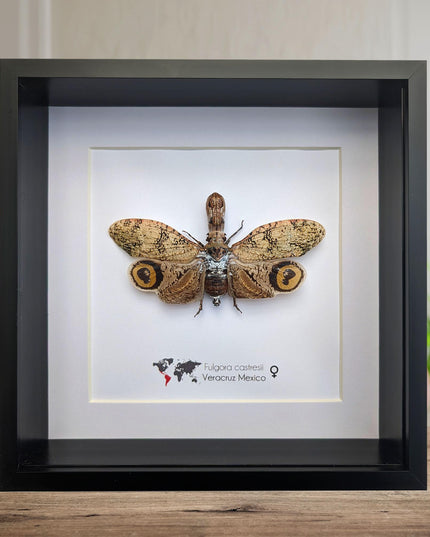 Framed fulgora castresii lanternfly: crocodile head bug, 8x8