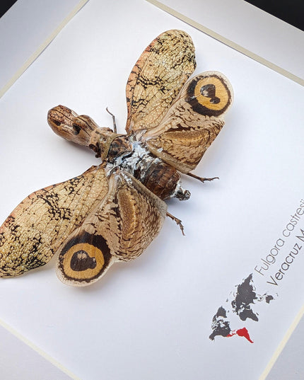 Framed fulgora castresii lanternfly: crocodile head bug, 8x8
