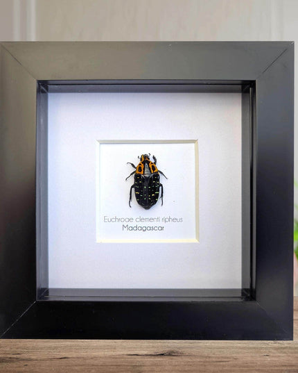 Framed madagascar flower beetle taxidermy, entomology art (4x4)