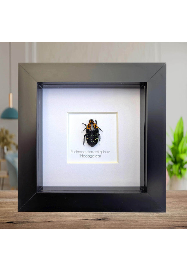 Framed madagascar flower beetle taxidermy, entomology art (4x4)