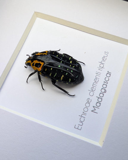 Framed madagascar flower beetle taxidermy, entomology art (4x4)