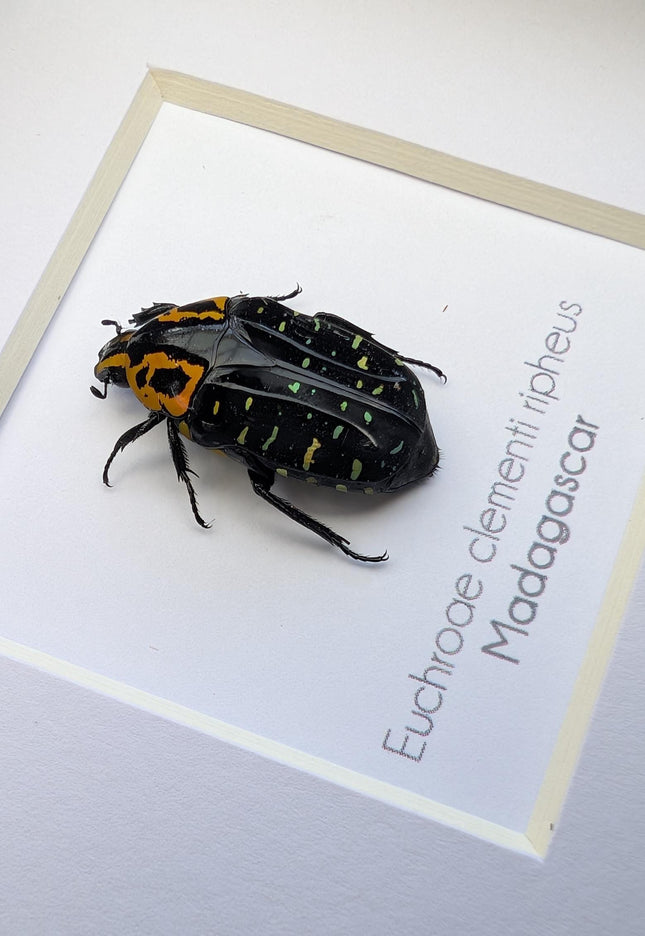 Framed madagascar flower beetle taxidermy, entomology art (4x4)
