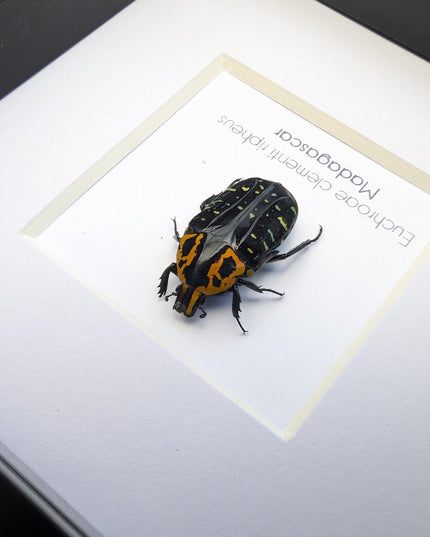 Framed madagascar flower beetle taxidermy, entomology art (4x4)