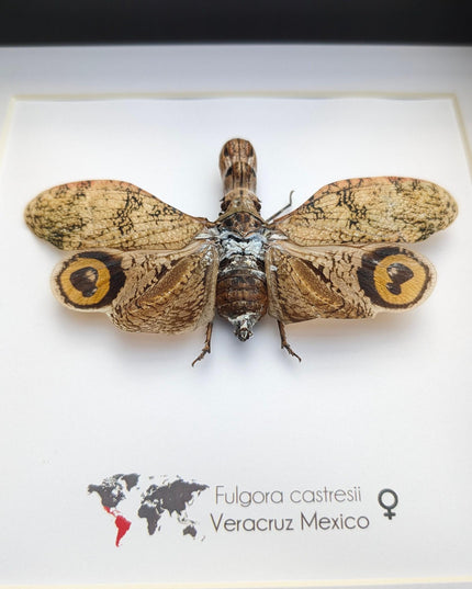 Framed fulgora castresii lanternfly: crocodile head bug, 8x8