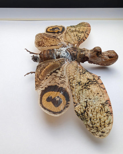 Framed fulgora castresii lanternfly: crocodile head bug, 8x8