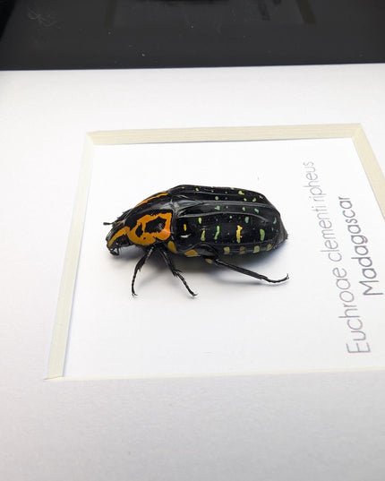 Framed madagascar flower beetle taxidermy, entomology art (4x4)