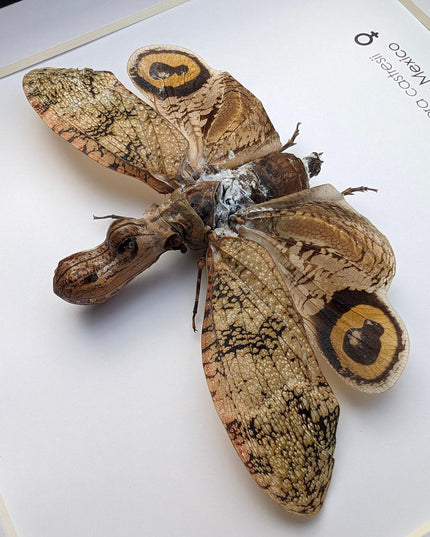 Framed fulgora castresii lanternfly: crocodile head bug, 8x8