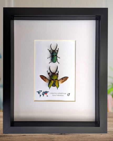 Framed jewel stag beetle pair: indonesian bug art, 8x10