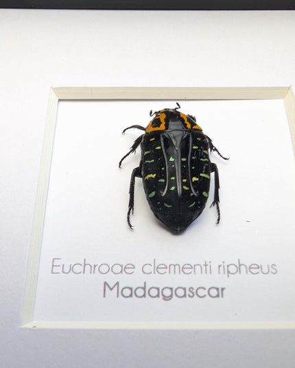 Framed madagascar flower beetle taxidermy, entomology art (4x4)