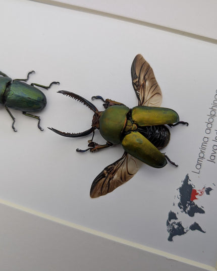 Framed jewel stag beetle pair: indonesian bug art, 8x10