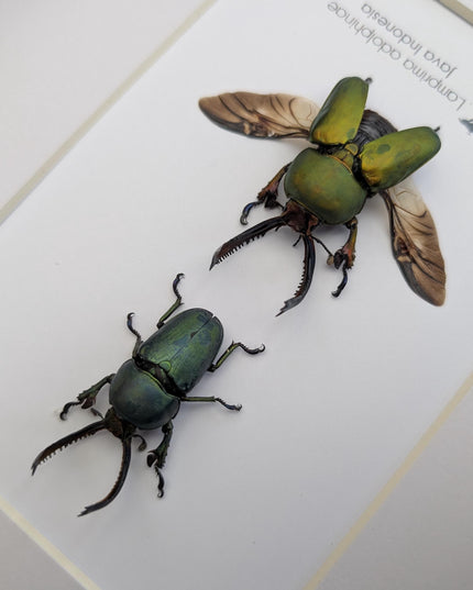 Framed jewel stag beetle pair: indonesian bug art, 8x10