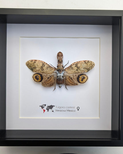 Framed fulgora castresii lanternfly: crocodile head bug, 8x8
