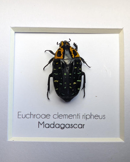 Framed madagascar flower beetle taxidermy, entomology art (4x4)