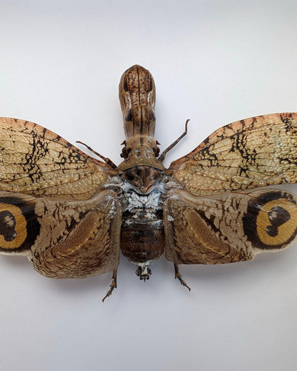Framed fulgora castresii lanternfly: crocodile head bug, 8x8