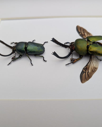 Framed jewel stag beetle pair: indonesian bug art, 8x10