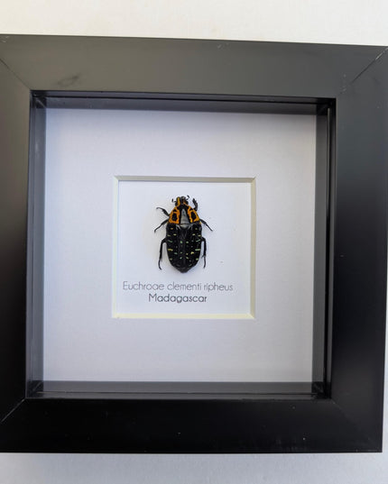 Framed madagascar flower beetle taxidermy, entomology art (4x4)