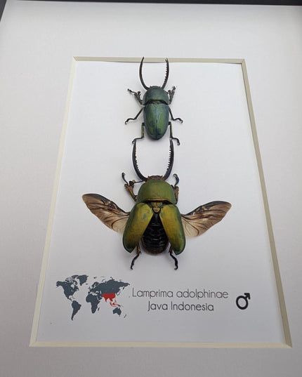 Framed jewel stag beetle pair: indonesian bug art, 8x10