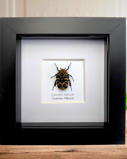 Framed Harlequin Flower Beetle, Gymnetis Radicolis Entomology Display (4x4)