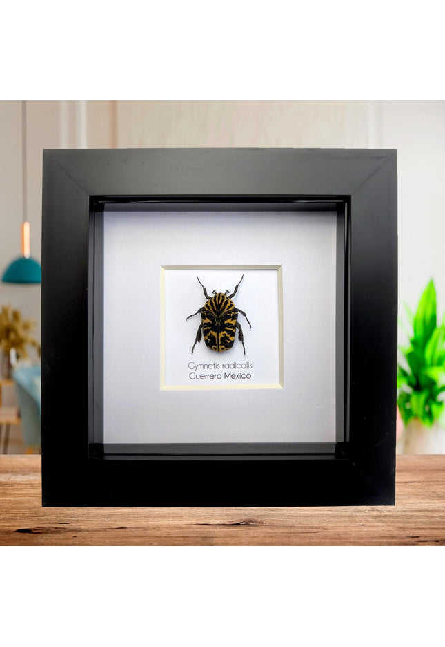 Framed Harlequin Flower Beetle, Gymnetis Radicolis Entomology Display (4x4)