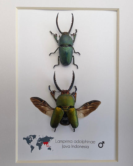 Framed jewel stag beetle pair: indonesian bug art, 8x10