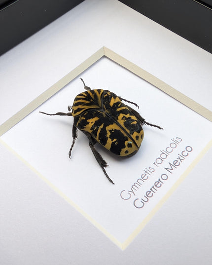 Framed Harlequin Flower Beetle, Gymnetis Radicolis Entomology Display (4x4)