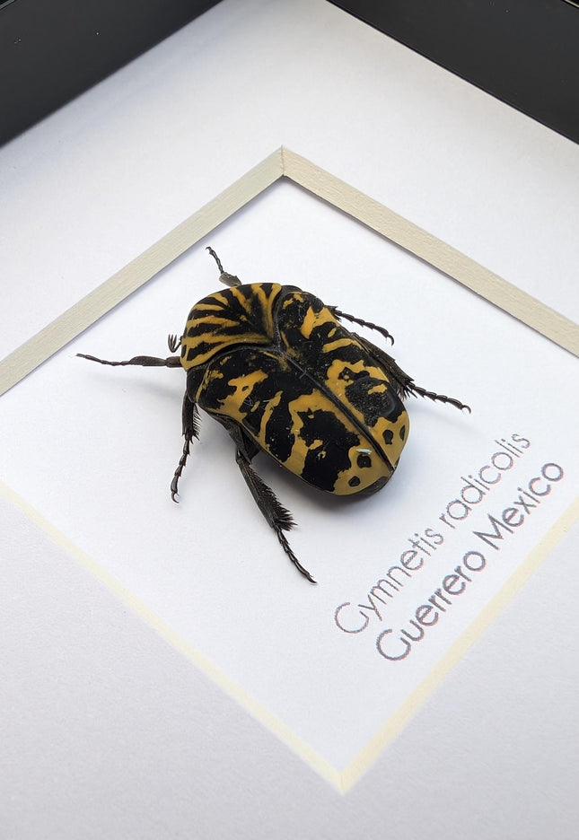 Framed Harlequin Flower Beetle, Gymnetis Radicolis Entomology Display (4x4)