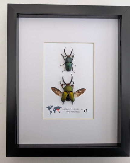 Framed jewel stag beetle pair: indonesian bug art, 8x10
