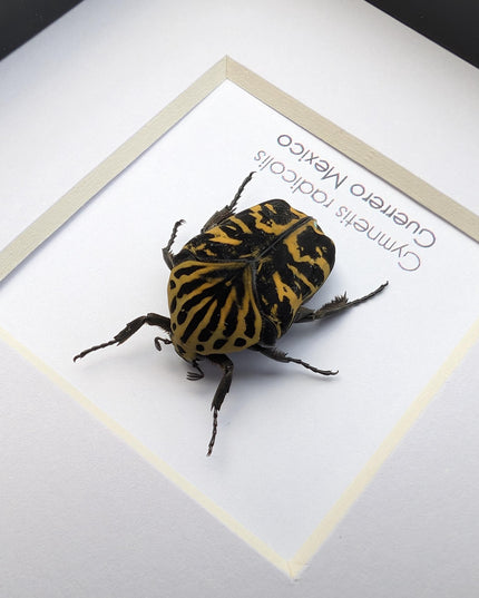 Framed Harlequin Flower Beetle, Gymnetis Radicolis Entomology Display (4x4)