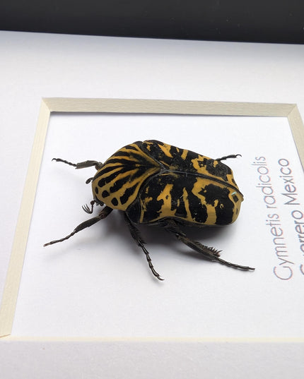 Framed Harlequin Flower Beetle, Gymnetis Radicolis Entomology Display (4x4)