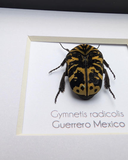 Framed Harlequin Flower Beetle, Gymnetis Radicolis Entomology Display (4x4)
