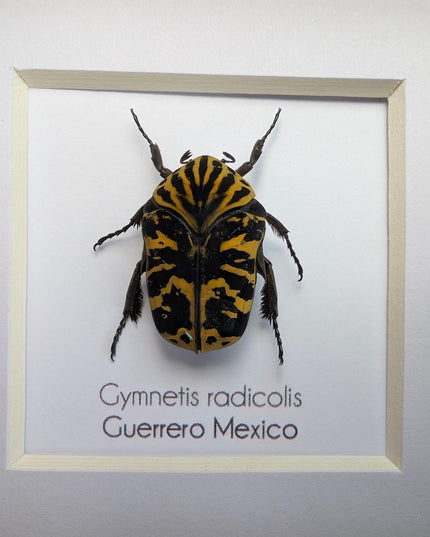 Framed Harlequin Flower Beetle, Gymnetis Radicolis Entomology Display (4x4)