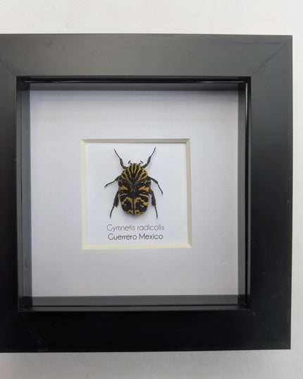 Framed Harlequin Flower Beetle, Gymnetis Radicolis Entomology Display (4x4)