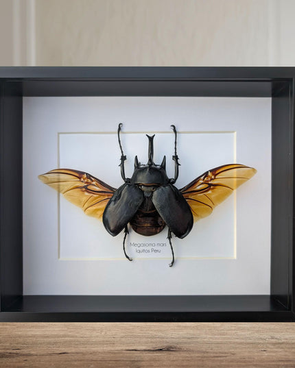 Framed Megasoma Rex Beetle, Peruvian Taxidermy Insect Specimen