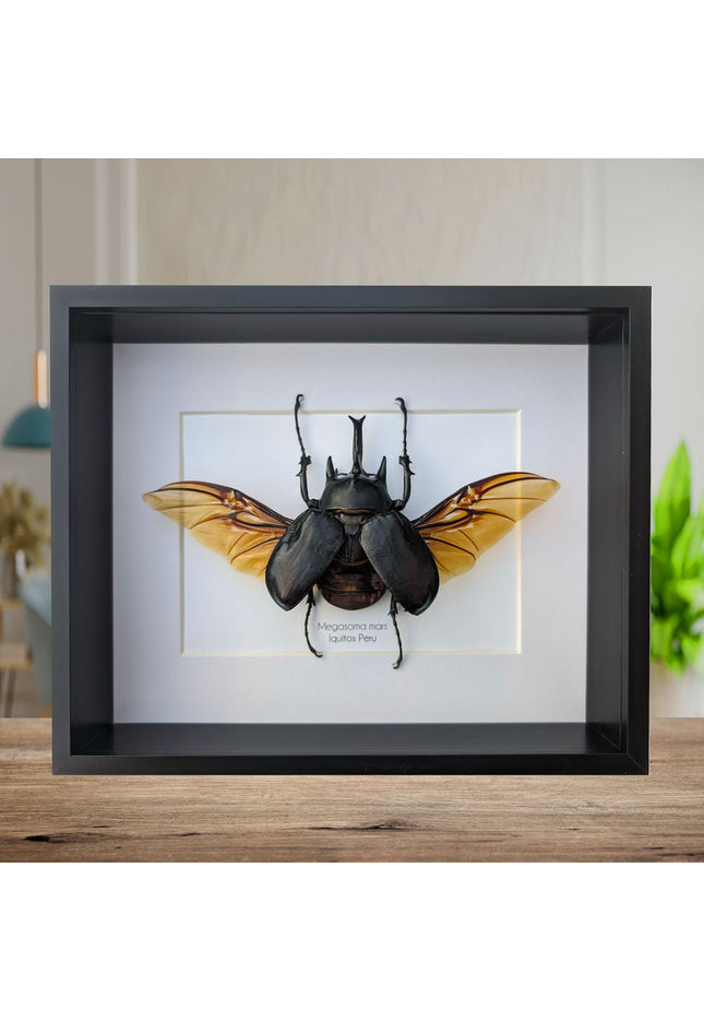 Framed Megasoma Rex Beetle, Peruvian Taxidermy Insect Specimen