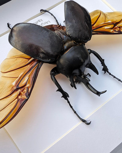Framed Megasoma Rex Beetle, Peruvian Taxidermy Insect Specimen