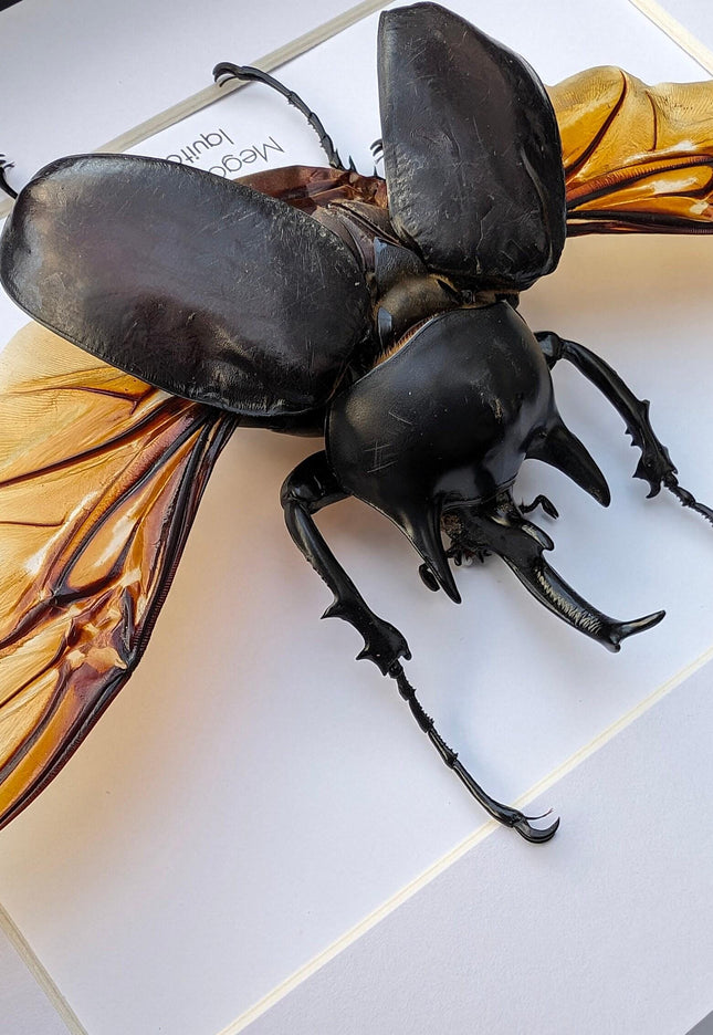 Framed Megasoma Rex Beetle, Peruvian Taxidermy Insect Specimen