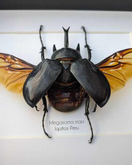 Framed Megasoma Rex Beetle, Peruvian Taxidermy Insect Specimen