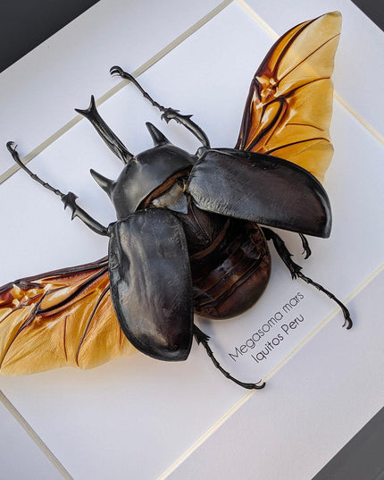 Framed Megasoma Rex Beetle, Peruvian Taxidermy Insect Specimen