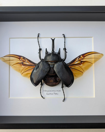 Framed Megasoma Rex Beetle, Peruvian Taxidermy Insect Specimen
