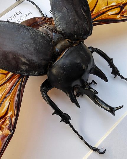 Framed Megasoma Rex Beetle, Peruvian Taxidermy Insect Specimen