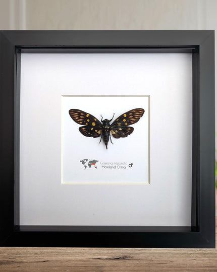 Framed gaeana maculata cicada: ethically sourced entomology wall art