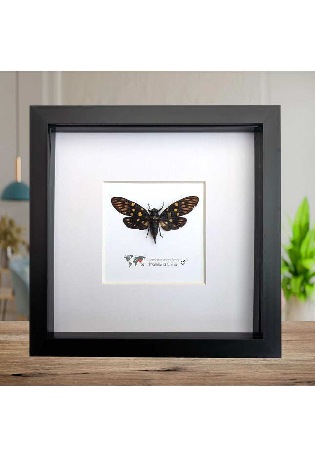 Framed gaeana maculata cicada: ethically sourced entomology wall art