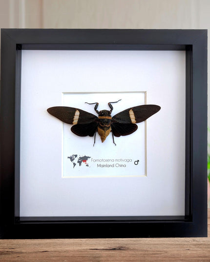 Framed formotosena motivaga cicada: ethically sourced entomology wall art